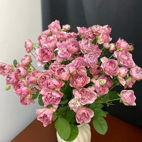Nagi Rose