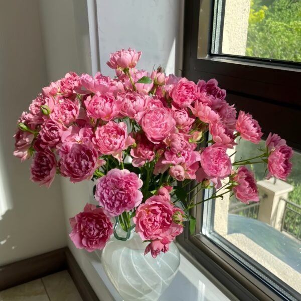 Nagi Rose