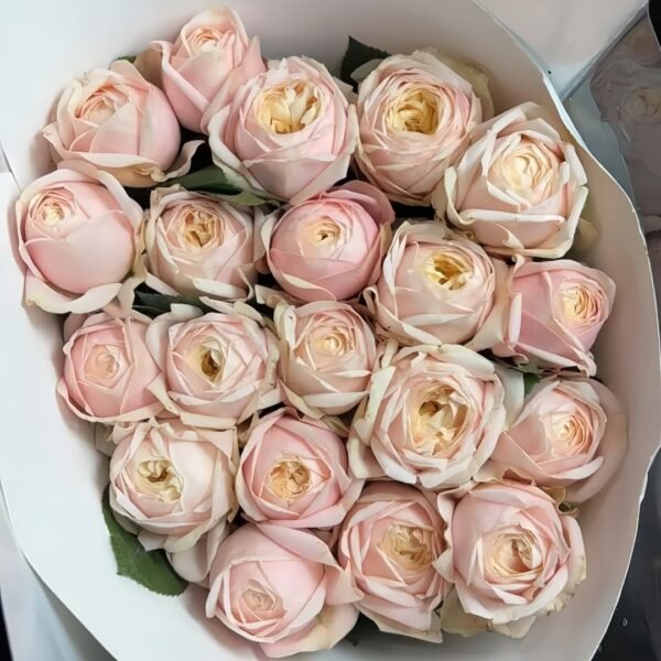 New SPS Rose