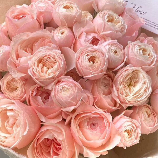 New SPS Rose