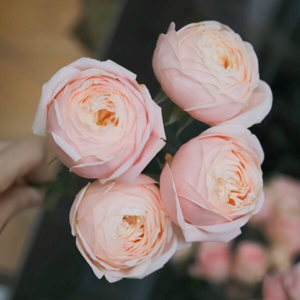 New SPS Rose