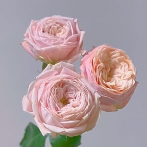 New SPS Rose