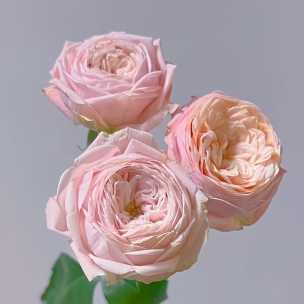New SPS Rose