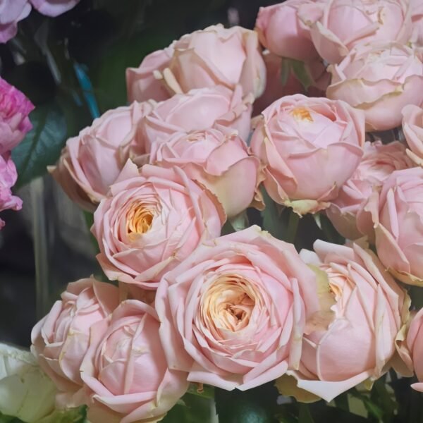 New SPS Rose