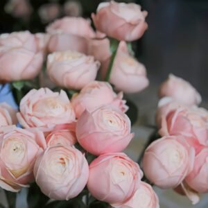 New SPS Rose