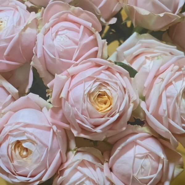 New SPS Rose