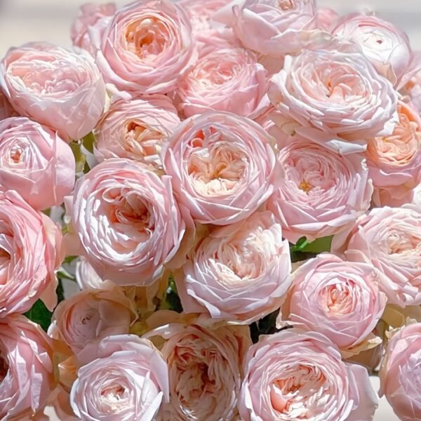 New SPS Rose