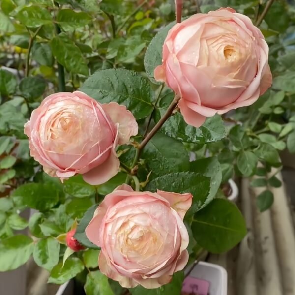 New SPS Rose