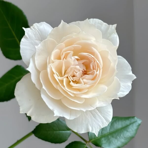 Opera Queen Rose