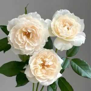 Opera Queen Rose