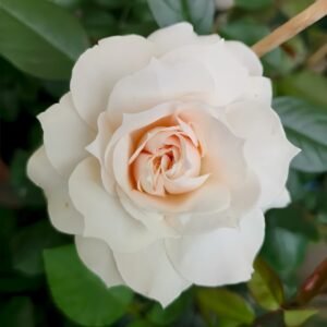 Opera Queen Rose