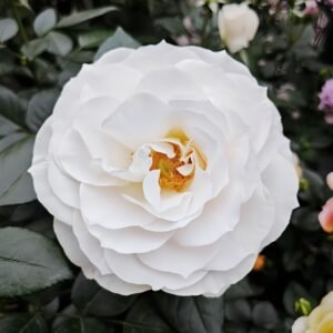 Opera Queen Rose