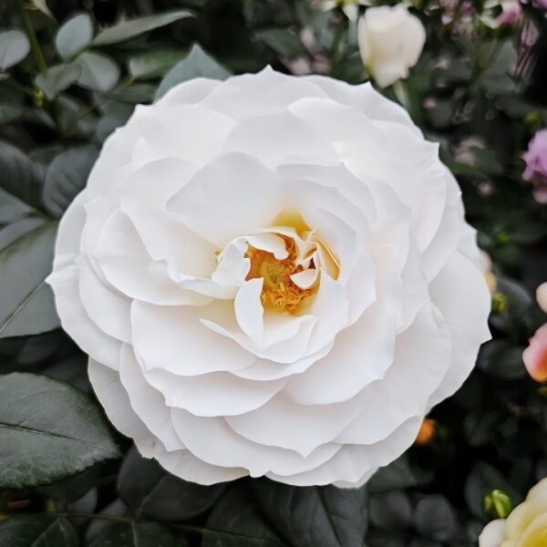 Opera Queen Rose