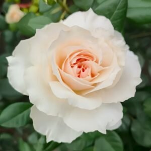 Opera Queen Rose