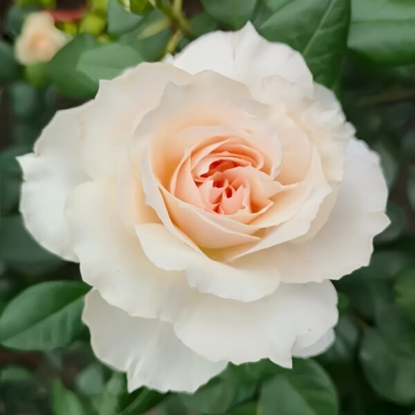 Opera Queen Rose
