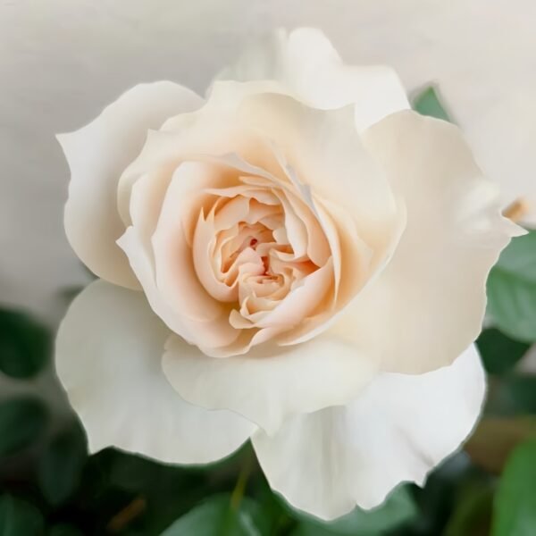 Opera Queen Rose