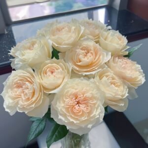 Opera Queen Rose