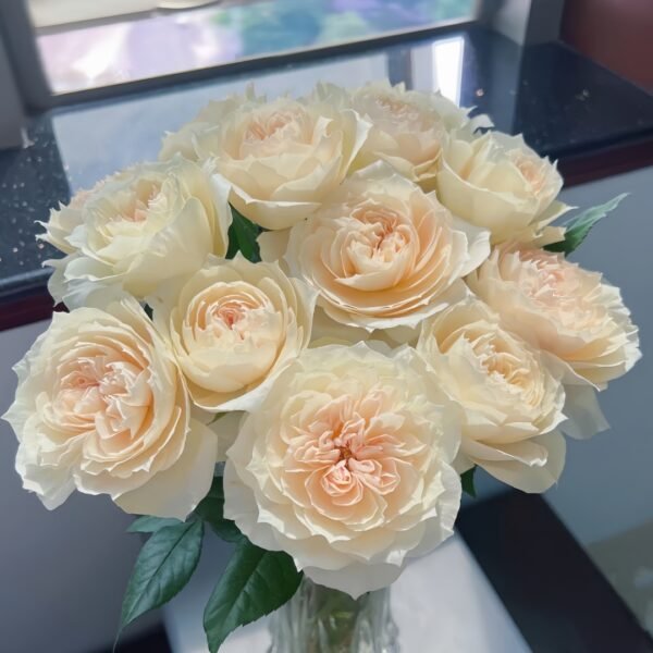 Opera Queen Rose