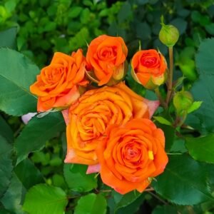Orange Jewel Rose