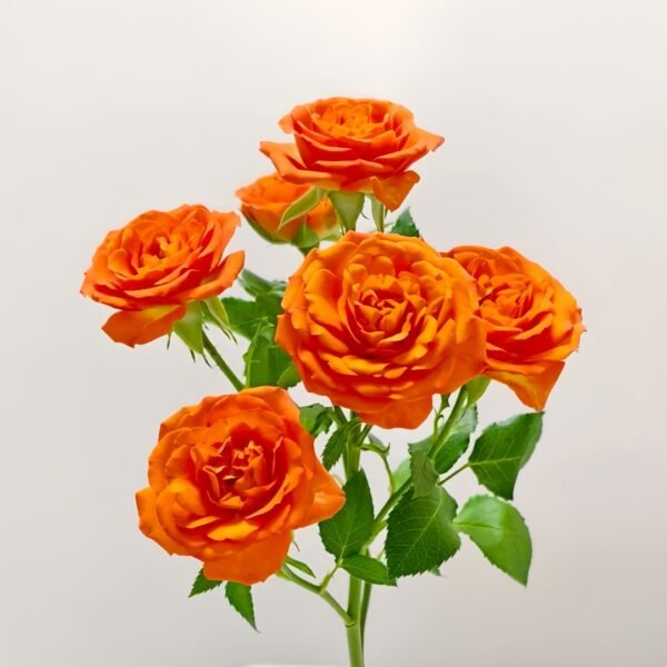 Orange Jewel Rose