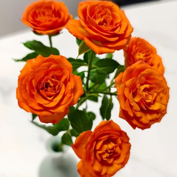 Orange Jewel Rose