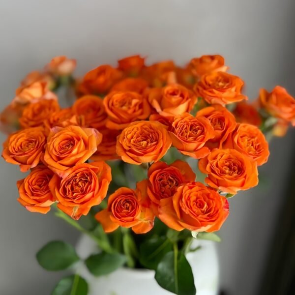 Orange Jewel Rose