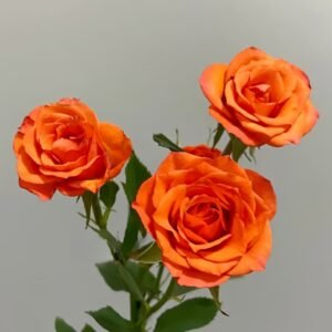 Orange Jewel Rose