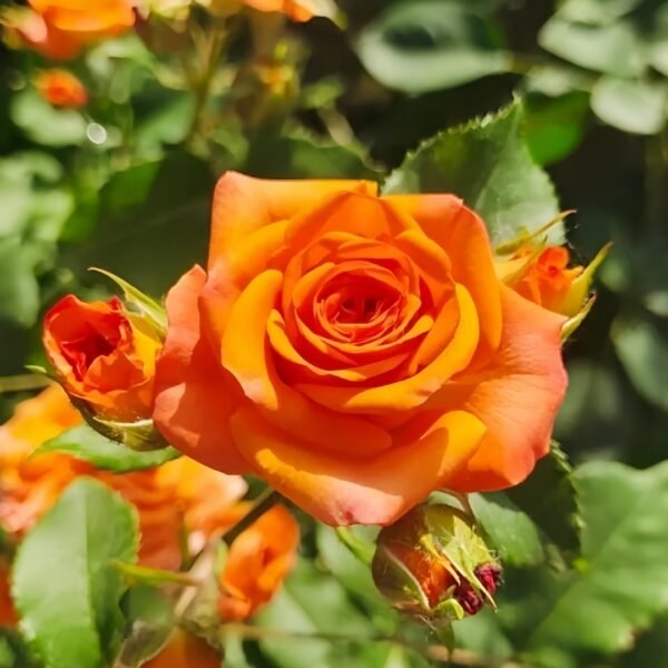 Orange Jewel Rose
