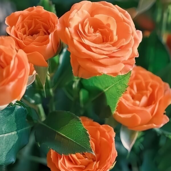 Orange Jewel Rose