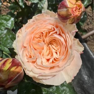 Paradise Beach Rose