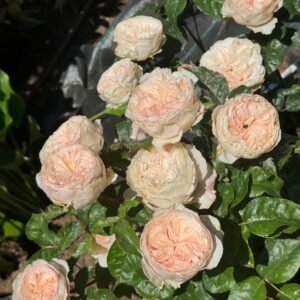 Paradise Beach Rose | 天堂海滩 - 图片 10