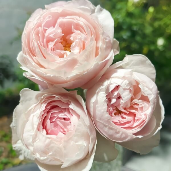 Peony Pink Rose01 Peony Pink Rose