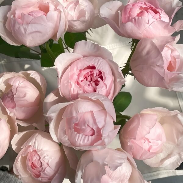 Peony Pink Rose