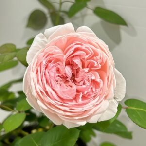 Peony Pink Rose