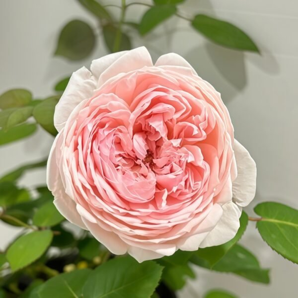 Peony Pink Rose