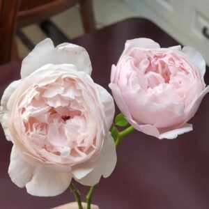 Peony Pink Rose