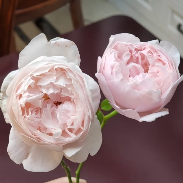 Peony Pink Rose