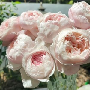 Peony Pink Rose