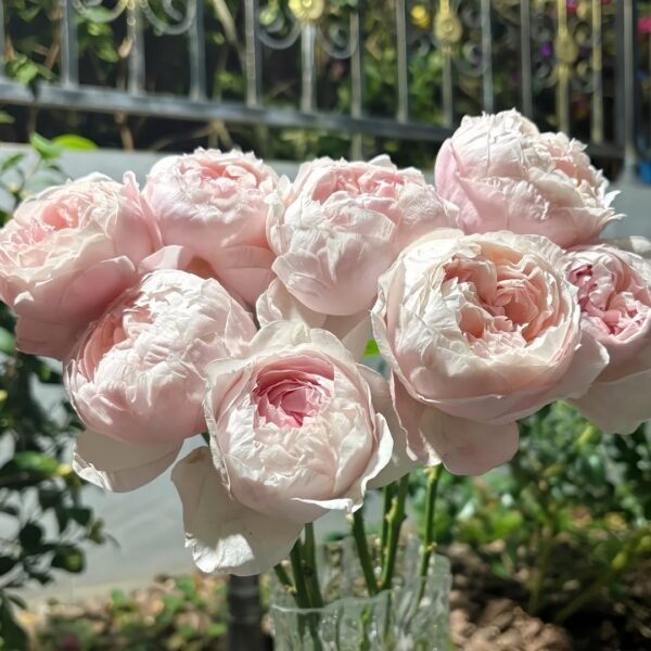 Peony Pink Rose