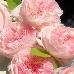 Peony Pink Rose