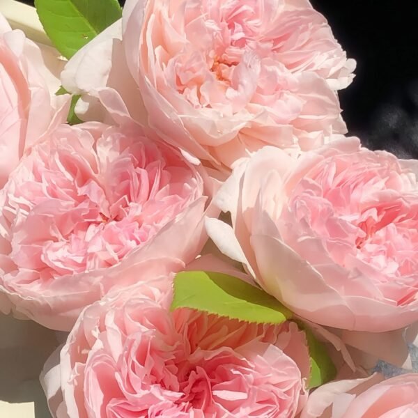 Peony Pink Rose