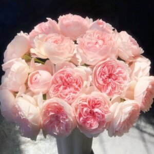 Peony Pink Rose Plant|芍药粉 - 图片 10