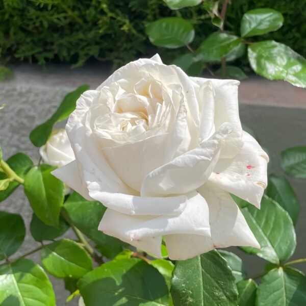 Pierre Arditi Rose