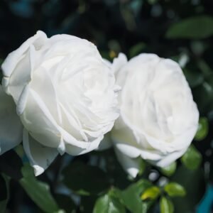 Pierre Arditi Rose