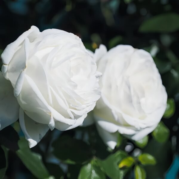 Pierre Arditi Rose