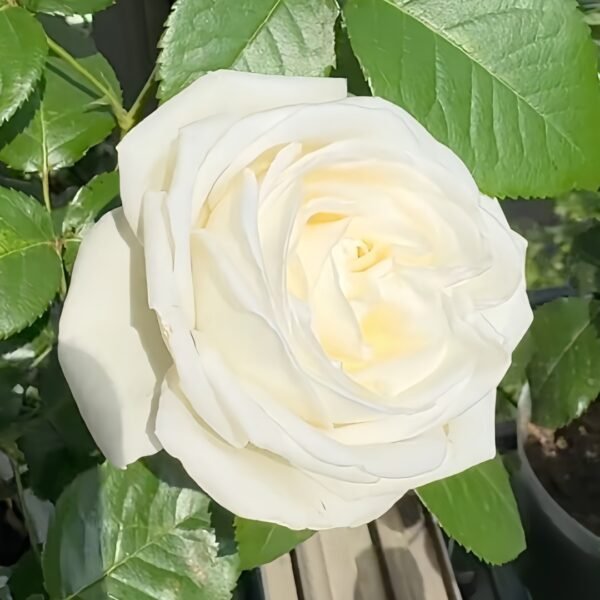 Pierre Arditi Rose