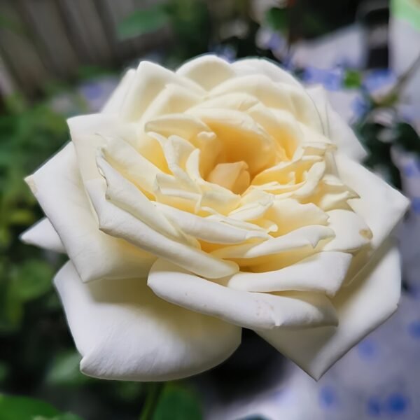 Pierre Arditi Rose