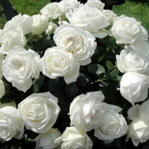 Pierre Arditi Rose