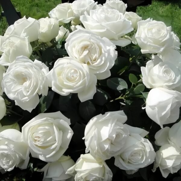 Pierre Arditi Rose