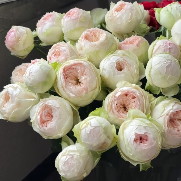 Pinky Pie Rose